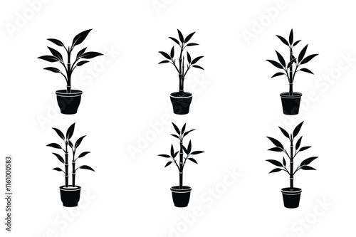 Lucky Bamboo (Dracaena sanderiana) design, labeled silhouette vector art illustration.