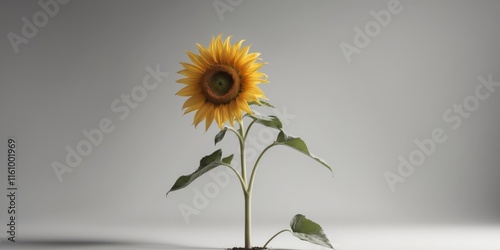 A monochromatic image of a substantial sunflower with a front leaf and a minor sunflower behind photo