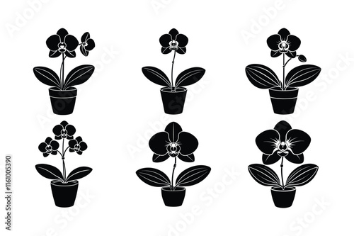 Moth Orchid (Phalaenopsis) design, labeled silhouette vector art illustration.