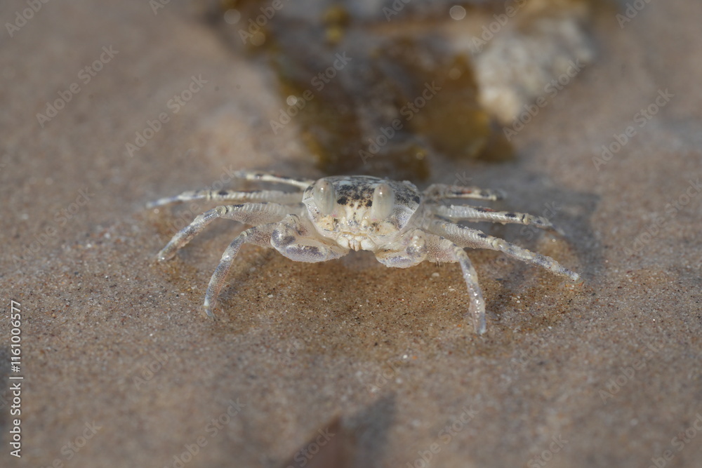 close up of Sand crab macro close up of Sand crab macro