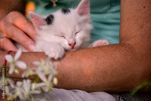 A small white kitten sleeps peacefully in the arms of a man