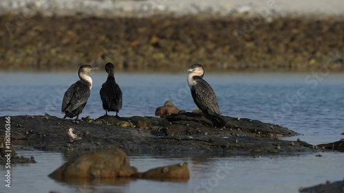 White-breasted cormorant (Phalacrocorax lucidus) on rocks along the Agulhas coastline. (L'Agulhas), Overberg, Western Cape. South Africa.