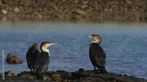 White-breasted cormorant (Phalacrocorax lucidus) on rocks along the Agulhas coastline. (L'Agulhas), Overberg, Western Cape. South Africa.
