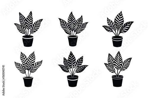 Zebra Plant (Aphelandra squarrosa) design, labeled silhouette vector art illustration.