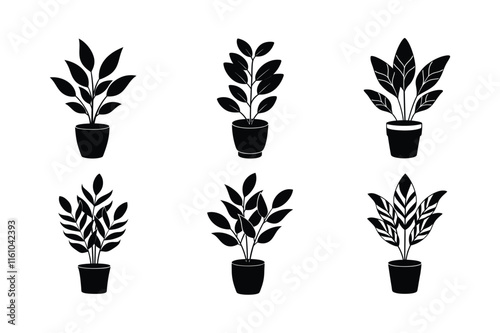 ZZ Plant (Zamioculcas zamiifolia) design, labeled silhouette vector art illustration.