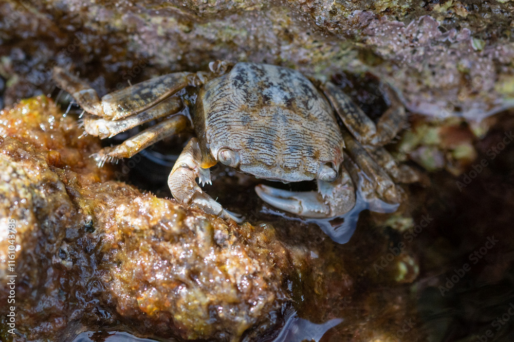 Crab hiding amongst rocks at low tide, Brac Island, Croatia Crab hiding amongst rocks at low tide, Brac Island, Croatia