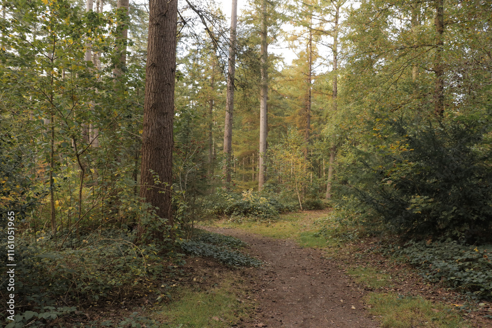 Fototapeta premium Hiking trail path fall forest with tall trees and fallen autumn leaves on the ground. 