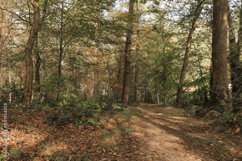 Fototapeta premium Fall forest with tall trees and fallen autumn leaves on the ground and sun and shadow lines. 