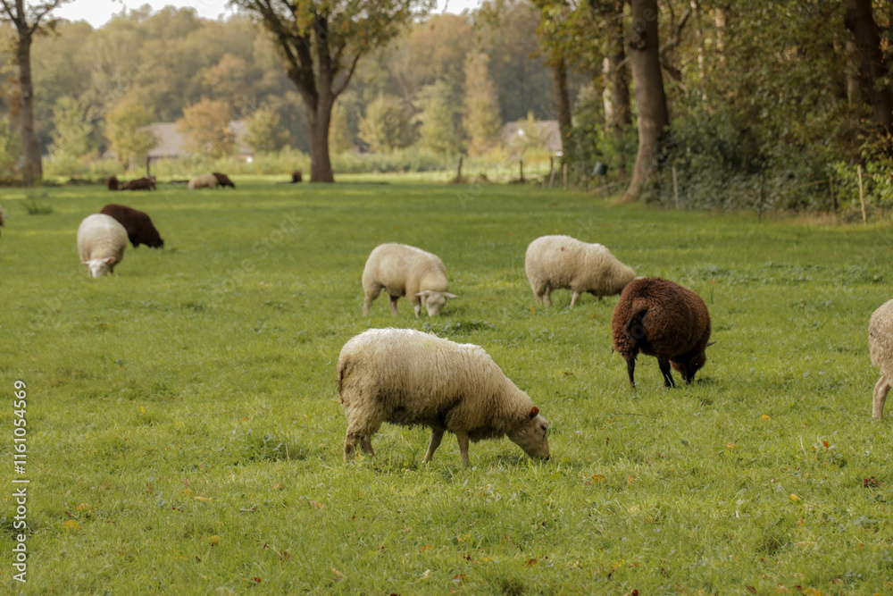 Sheep group grazing in a field of grass. Dutch countryside landscape grassland. Sheep group grazing in a field of grass. Dutch countryside landscape grassland.