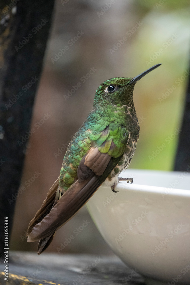 Fototapeta premium Beautiful green bright colorful hummingbird in rainforest in Colombia