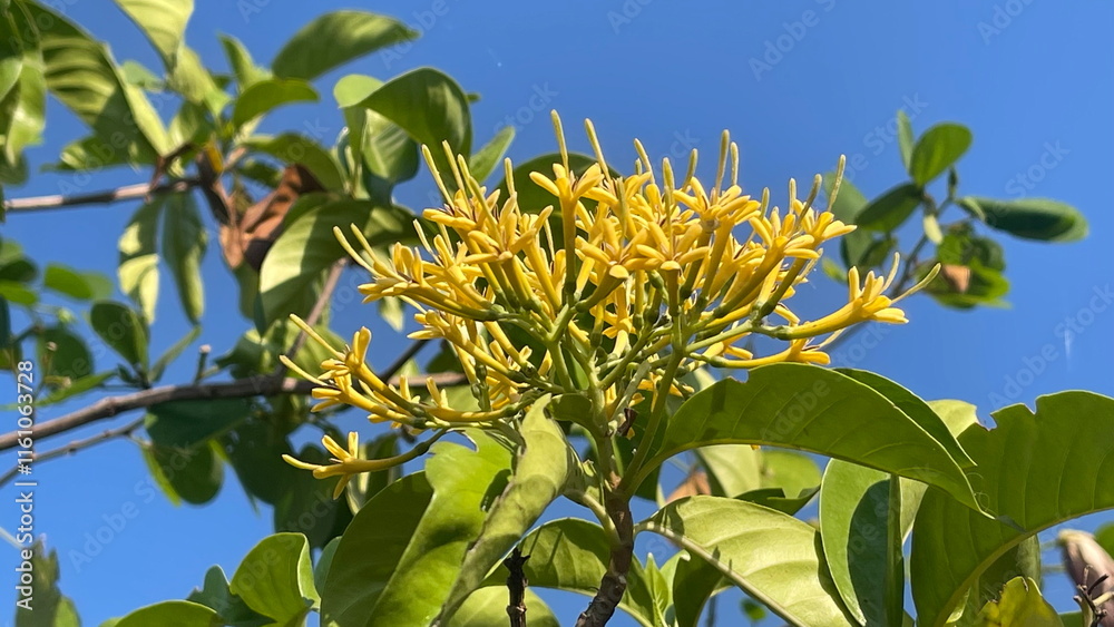 A yellow flower with green leaves is in the air A yellow flower with green leaves is in the air
