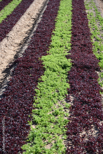 Yuma, AZ. U.S.A. 11/2024.  At the convergence of Arizona, California, Mexico and the Colorado River is Yuma, Arizona, the Winter Lettuce capital of North America.  photo