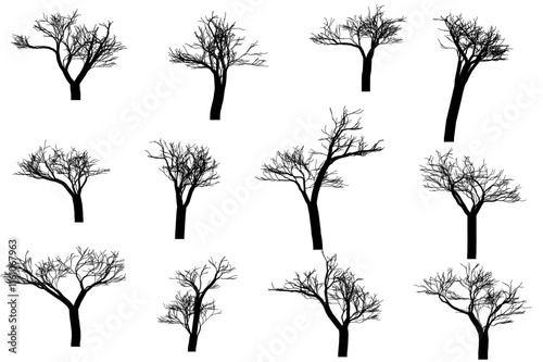 Tree Silhouette Vector for Landscape and Nature Themes photo