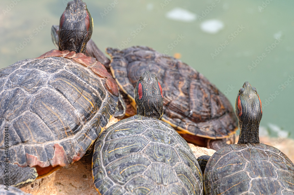 red-eared turtles basking in the sun red-eared turtles basking in the sun