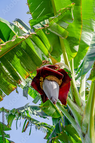 Close-up view of banana blossom flower head on banana tree