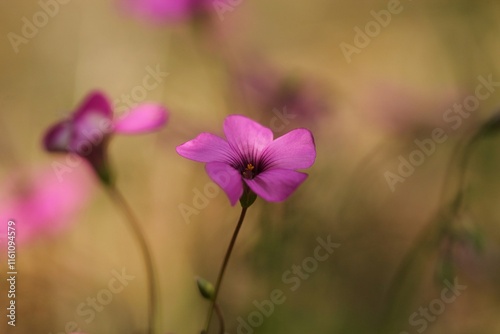 fiori di acetosella in primavera photo