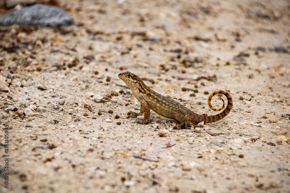 Curly-tailed lizard poses for photoshoot Curly-tailed lizard poses for photoshoot