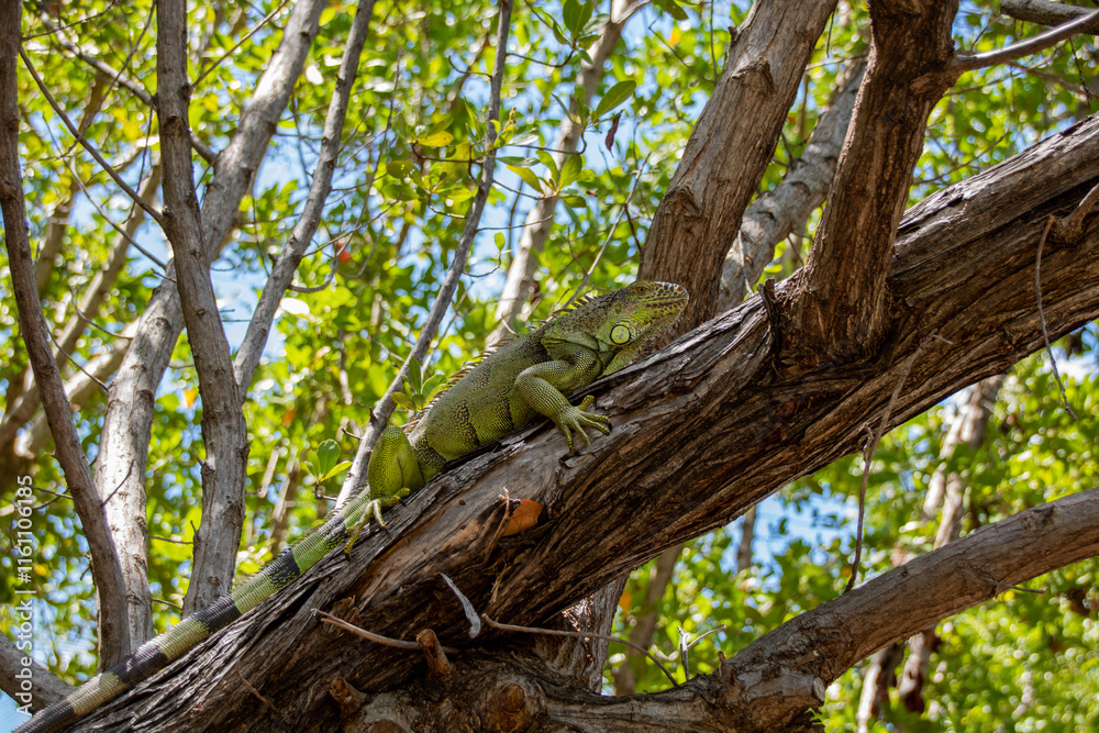 Green iguana chilling on a tree