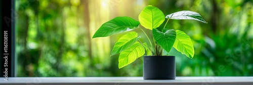 Rainforest Plant on Windowsill - Lush green plant in a pot,  symbolizing nature, growth, life, purity, and serenity.  Perfect for home decor or environmental themes. photo