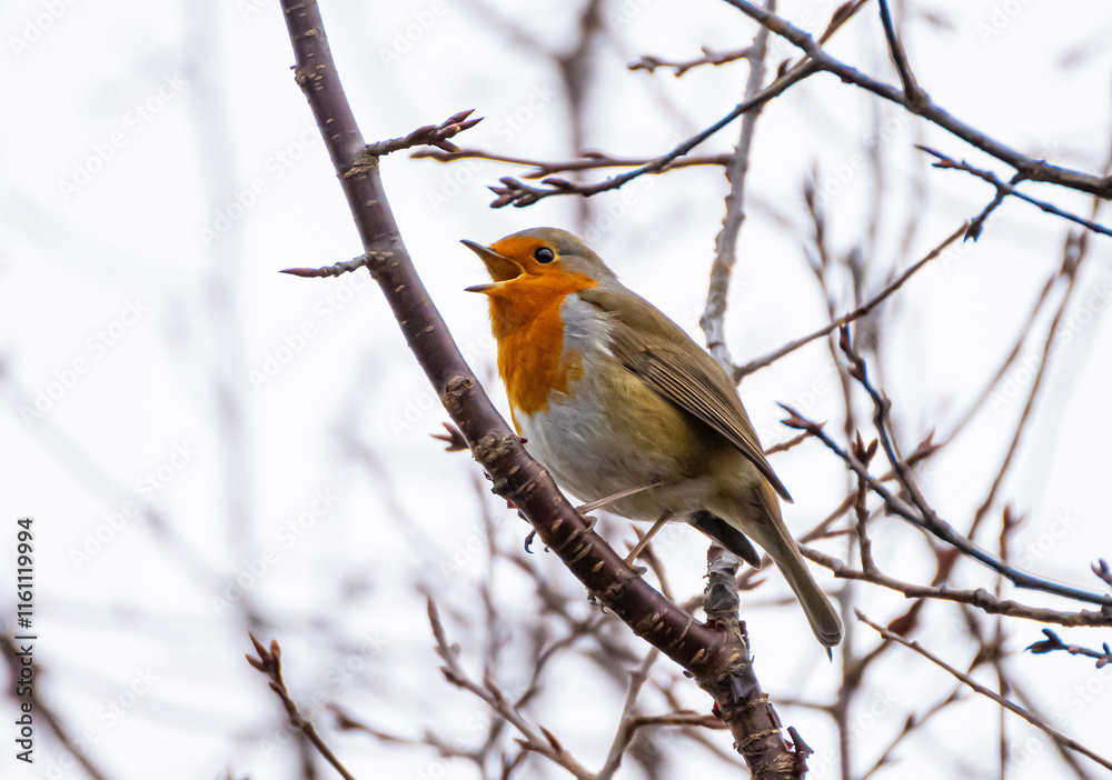 European robin on branch European robin on branch