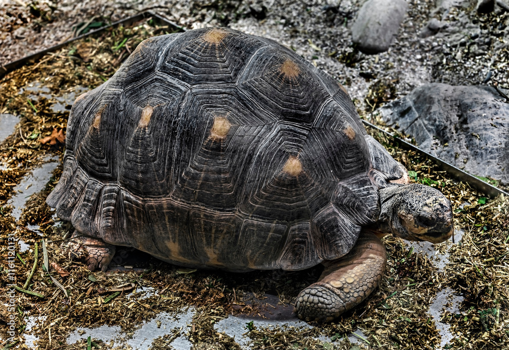 Young radiated tortoise in the feeding tray. Latin name - Astrochelys radiata Young radiated tortoise in the feeding tray. Latin name - Astrochelys radiata