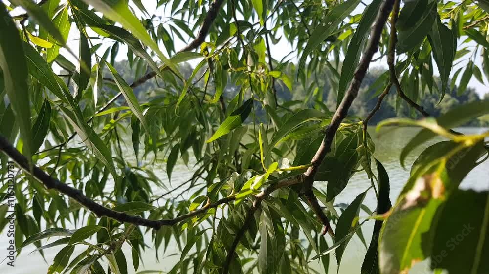 A sunny day on the shore of a forest lake in the early morning. The sun's rays are reflected on the leaves of the willow tree. A sunny day on the shore of a forest lake in the early morning. The sun's rays are reflected on the leaves of the willow tree.