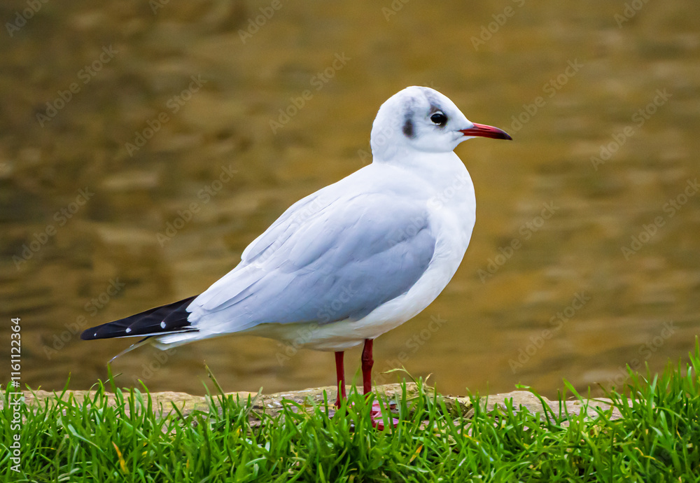 black headed gull black headed gull