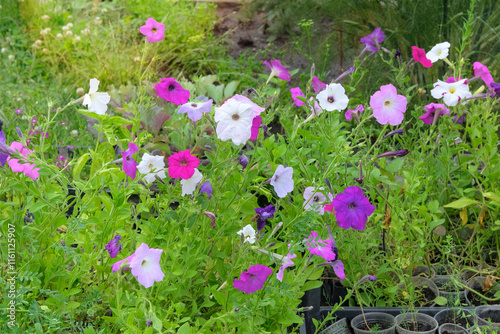 Nicotiana suaveolens and other plants seedlings are prepared for planting in farm garden. Countryside. Cottage garden. Sunny day.