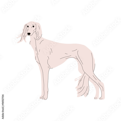 Sighthound saluki image or vector hunting dog. Zoology sign with hunt hound or canine symbol for cynology illustration. Puppy or domestic pet breed. Biology placard. Doggy or doggie, mammal theme