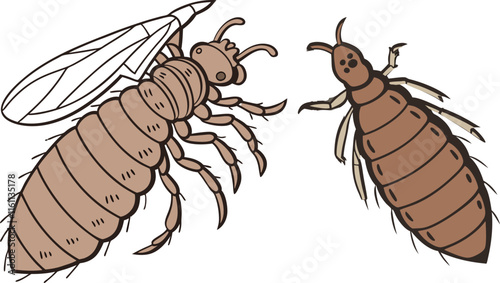 Louse art and illustrator eps