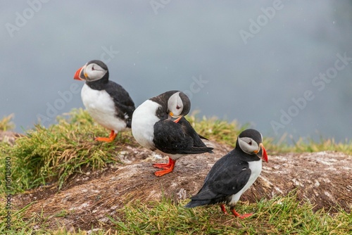 Fratercula arctica, pulcinella di mare in Islanda photo