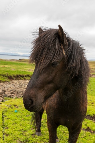 Cavallo islandese
