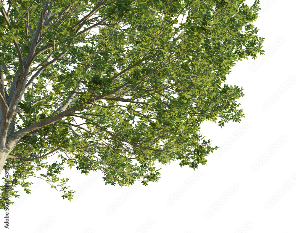 Obraz premium Carpinus 3 tree corner cutout isolate png