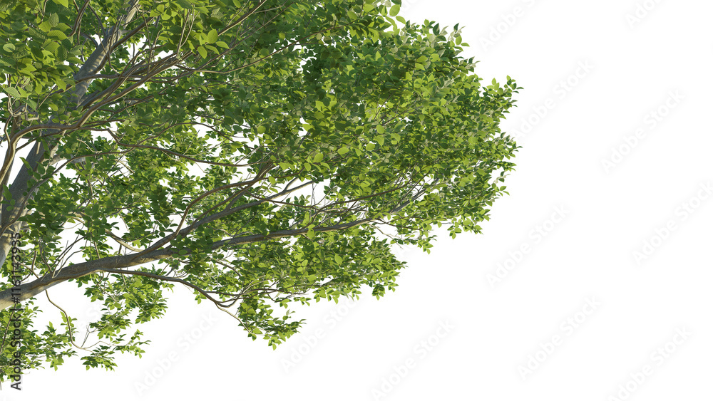 Carpinus tree corner cutout isolate png