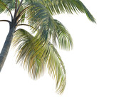 coconut tree tree corner cutout isolate png