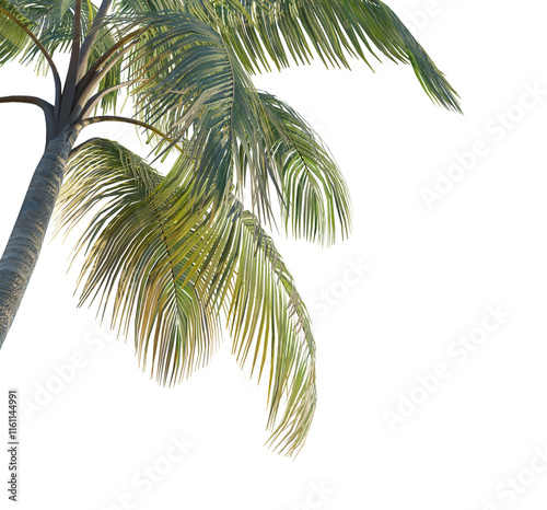 Fototapeta Naklejka Na Ścianę i Meble -  coconut tree tree corner cutout isolate png