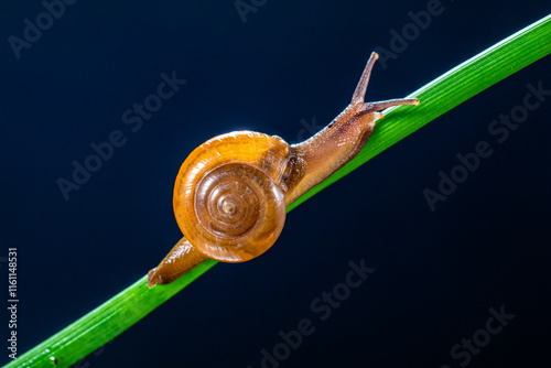 Canvas Print Amphicyclotulus amethystinus is a species of tropical land snail with a gill and