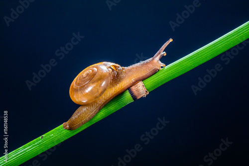 Canvas Print Amphicyclotulus amethystinus is a species of tropical land snail with a gill and