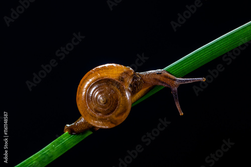 Obraz na plátne Amphicyclotulus amethystinus is a species of tropical land snail with a gill and