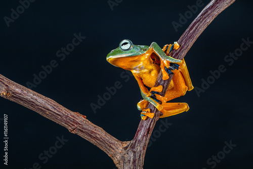 Rhacophorus reinwardtii is a species of frog in the family Rhacophoridae. It is variously known under the common names of black-webbed treefrog, green flying frog, Reinwardt's flying frog, or Reinward photo