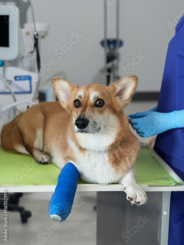 Cute Pembroke Welsh Corgi dog with a broken leg in cast lying on the veterinarian table, injured dog 