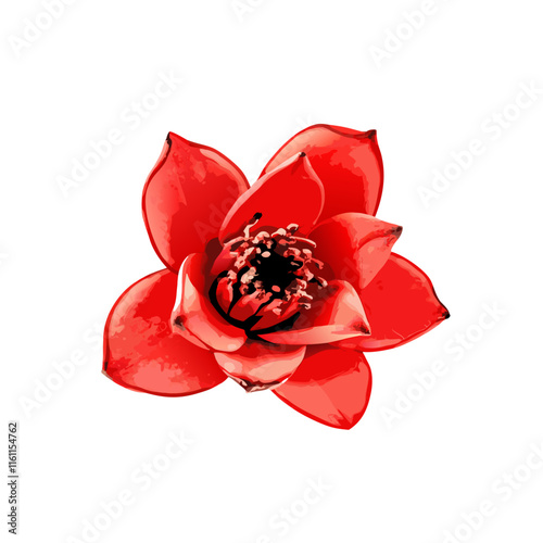 ed flower Bombax ceiba on white background vector illustration (5)