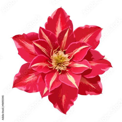 Flower head red clematis isolated on white background vector illustration  (4)