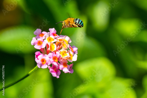 Photos Amegilla cingulata is a species of blue-banded bee native to Amegilla cingulata is a species of blue-banded bee native to Australia