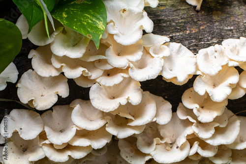 Fotografie Panellus stipticus, commonly known as the bitter oyster, the astringent panus, t