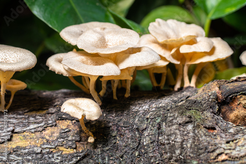 Fotografie Panellus stipticus, commonly known as the bitter oyster, the astringent panus, t