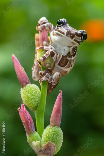 The Mission golden-eyed tree frog or Amazon milk frog (Trachycephalus resinifictrix) is a large species of arboreal frog native to the Amazon Rainforest in South America