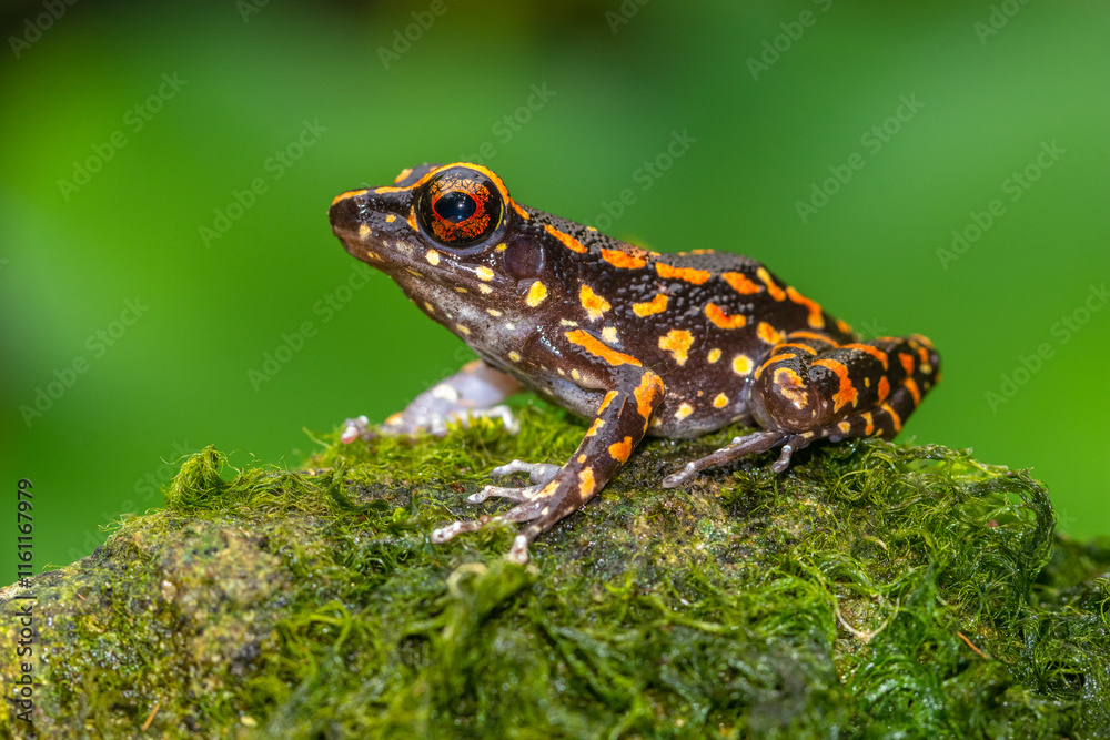 Fototapeta premium Pulchrana picturata, also known as the spotted stream frog, is a species of frog in the family Ranidae