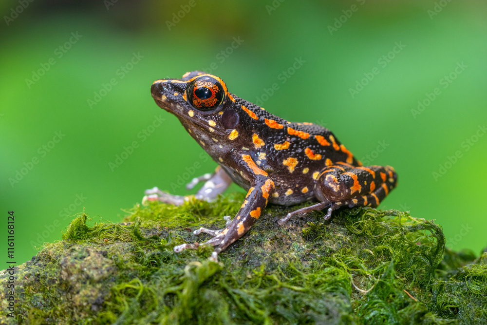Fototapeta premium Pulchrana picturata, also known as the spotted stream frog, is a species of frog in the family Ranidae