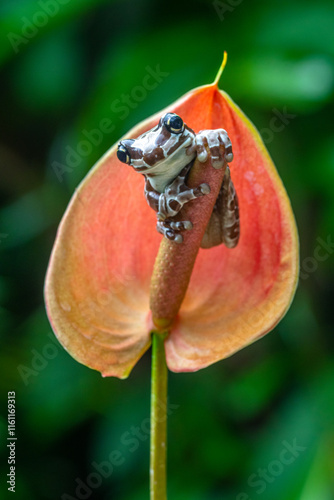 The Mission golden-eyed tree frog or Amazon milk frog (Trachycephalus resinifictrix) is a large species of arboreal frog native to the Amazon Rainforest in South America